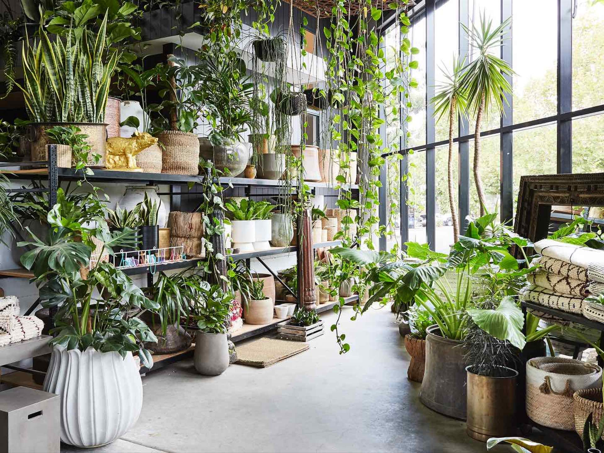 Beau Kings Plant Barn Botany Road Spot and Stripe