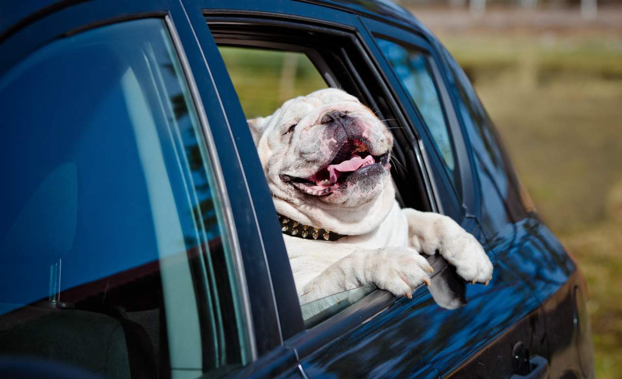 Doggy DriveIn The Secret Life of Pets 2, Melbourne Concrete