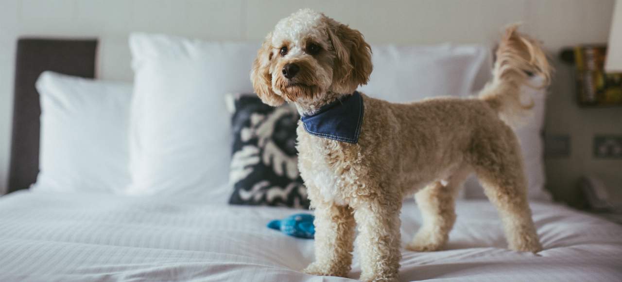 The Ten Best Dog-Friendly Hotels in Sydney - Concrete Playground ...