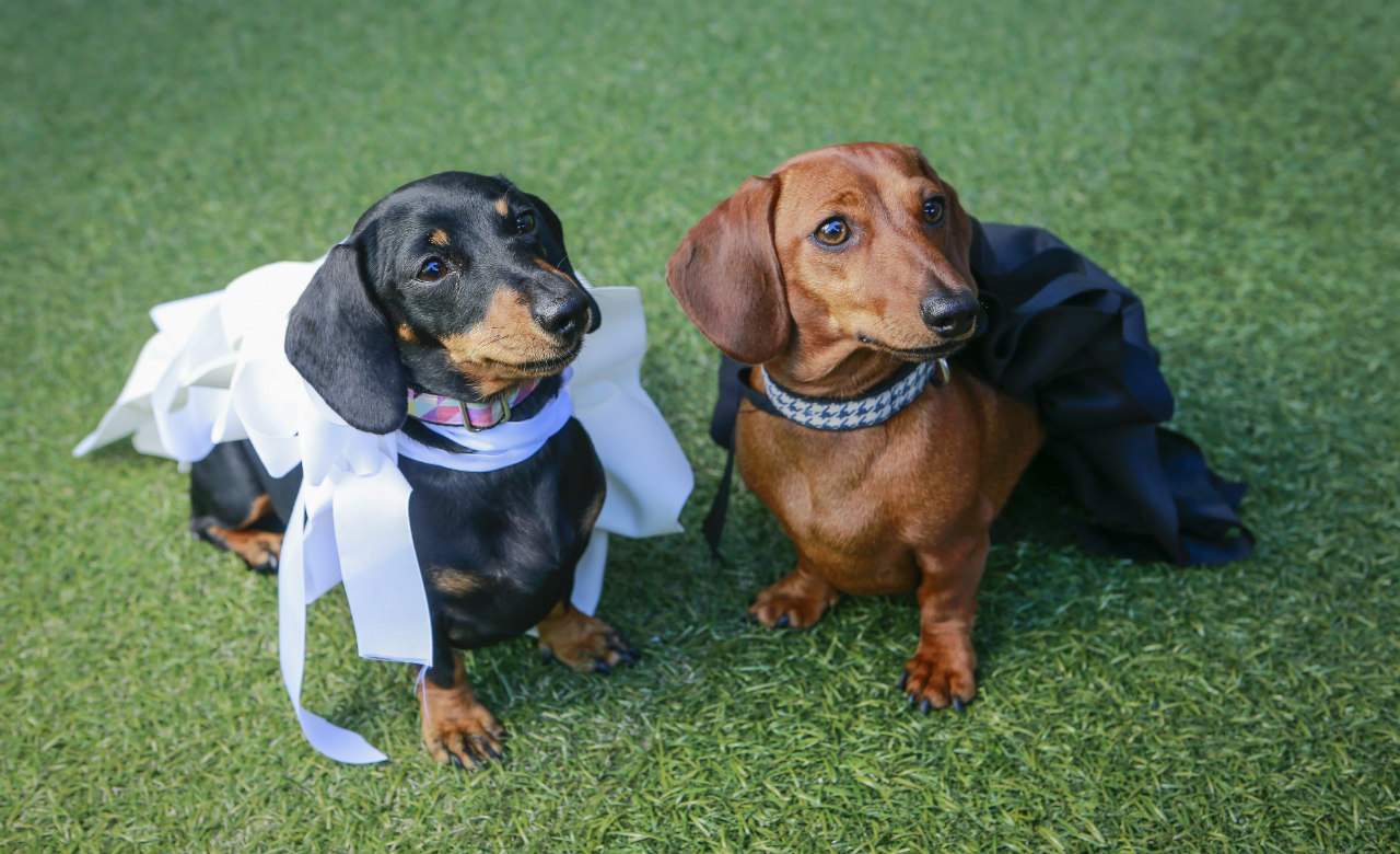 Dachshund Parade, Melbourne | Concrete Playground Melbourne