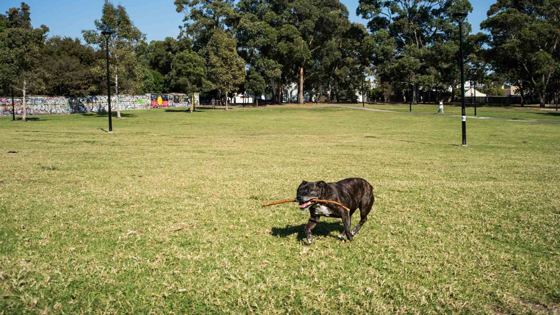 Melbourne Could Be Getting 15 New OffLeash Dog Parks Concrete Playground Concrete