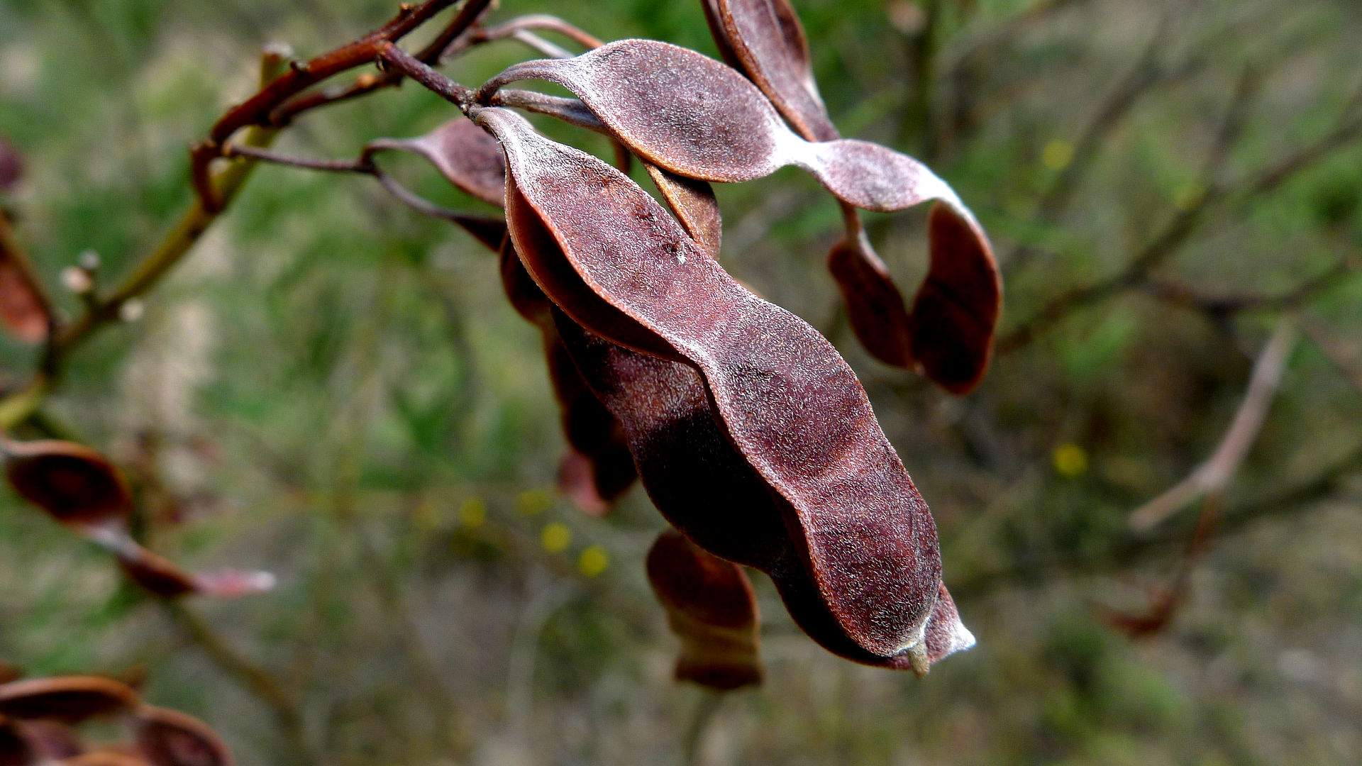 this fragrant native herb, commonly used in food, drinks and