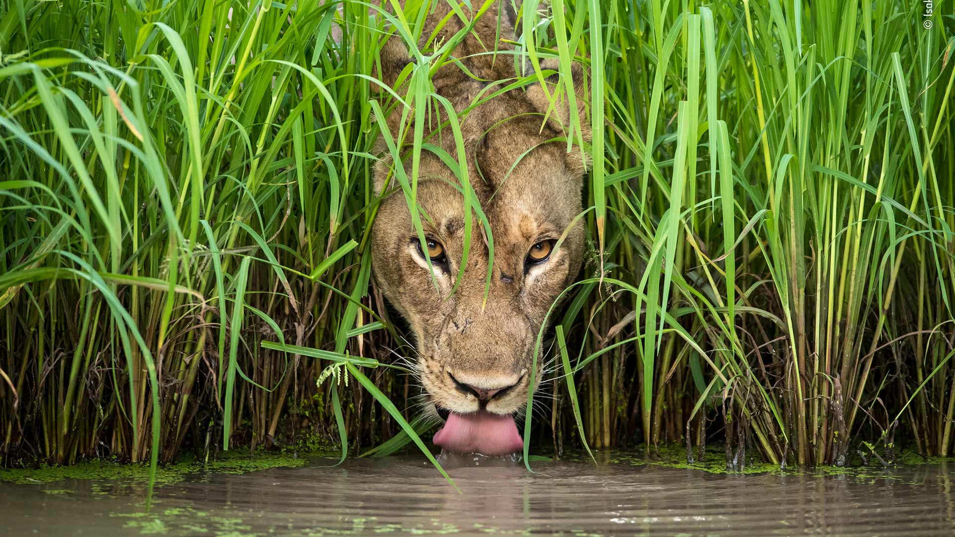 Wildlife Photographer of the Year 2019, Sydney | Concrete Playground Sydney