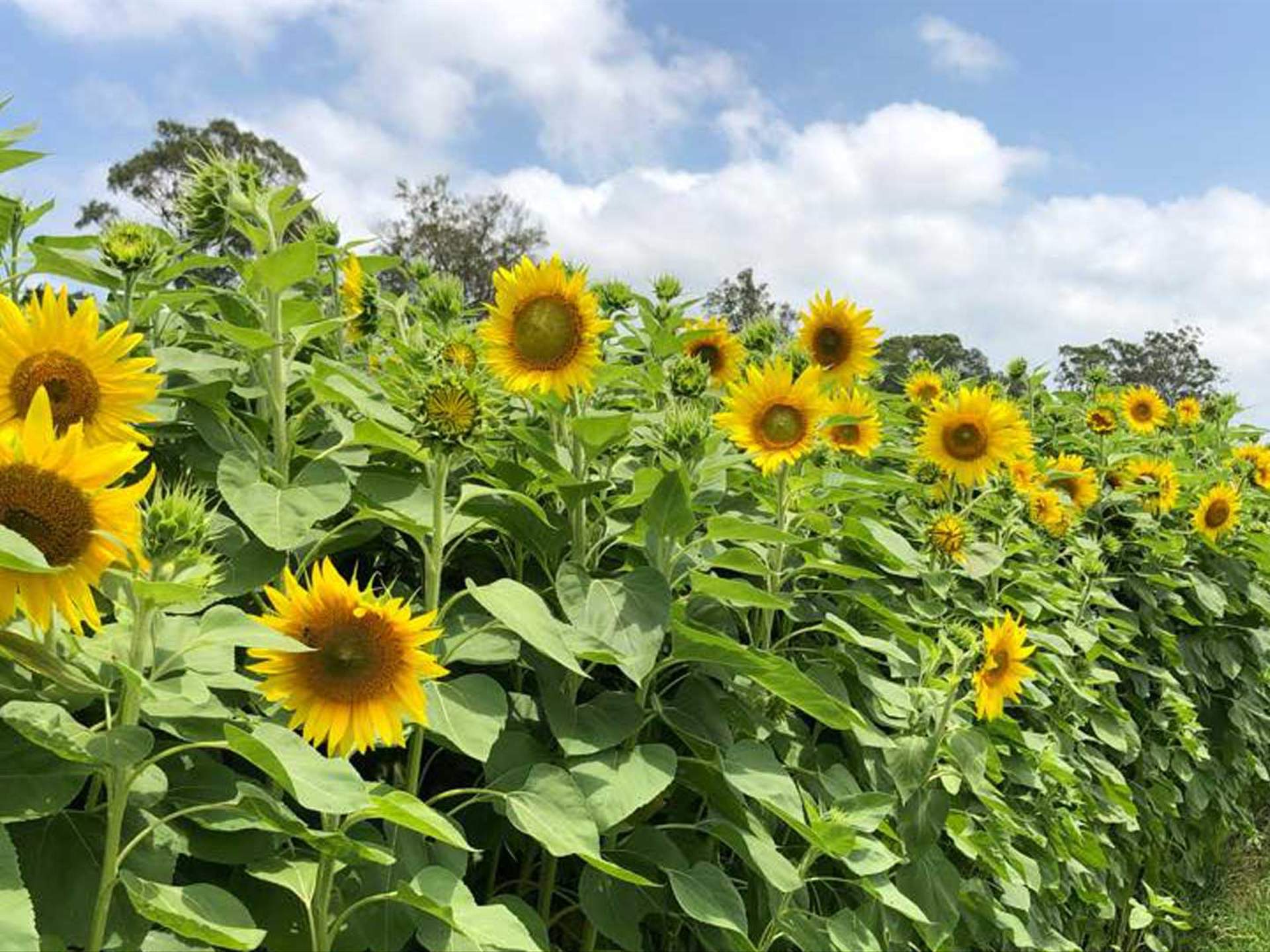 Sunflower Farm Near Gold Coast Best Flower Site