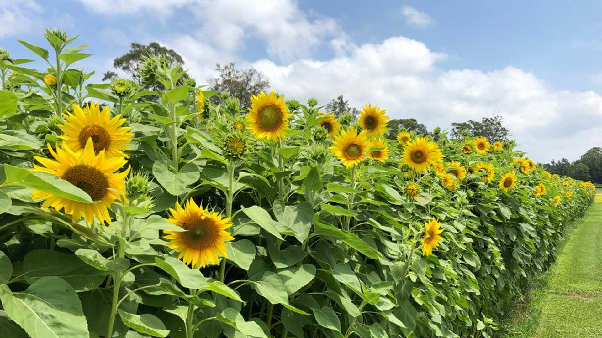 The Central Coast Sunflower Harvest, Sydney Concrete Playground Sydney